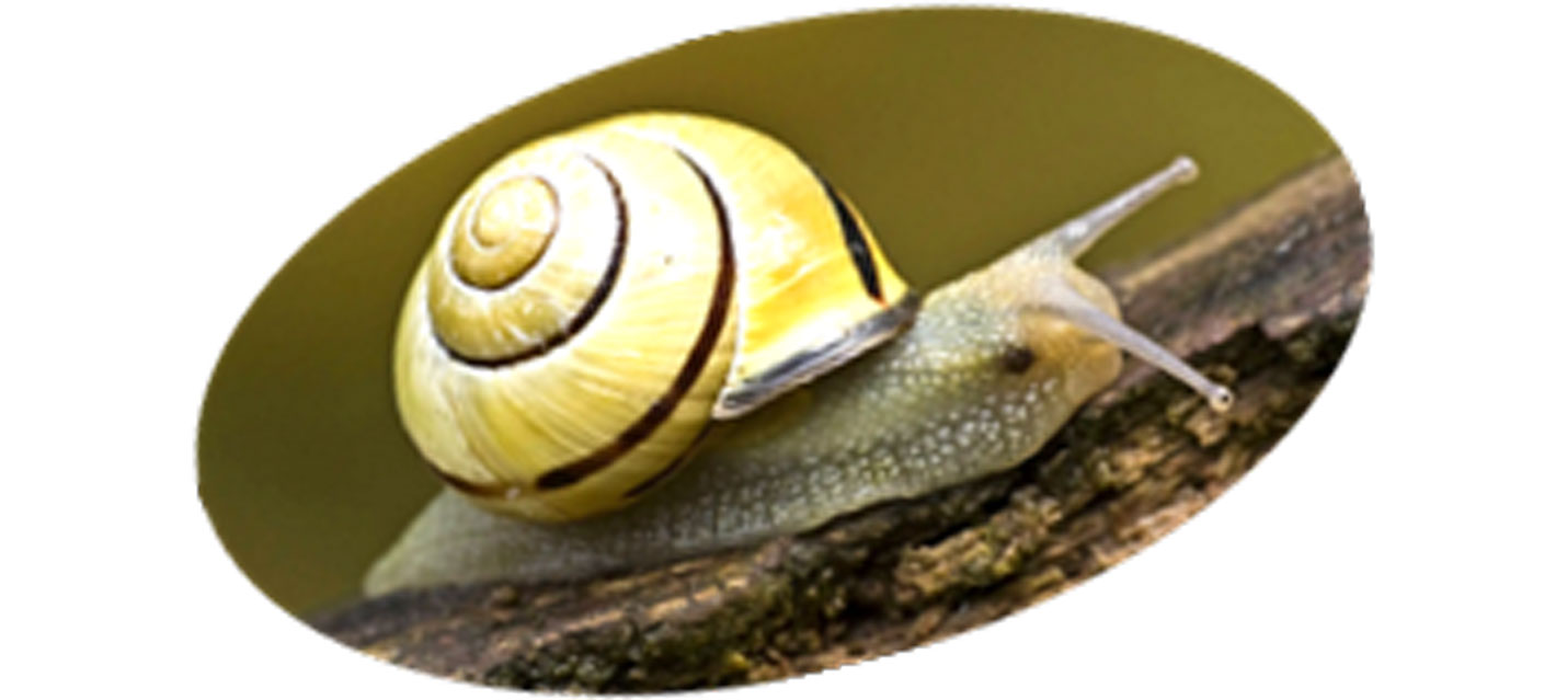 Hain-Schnirkelschnecke