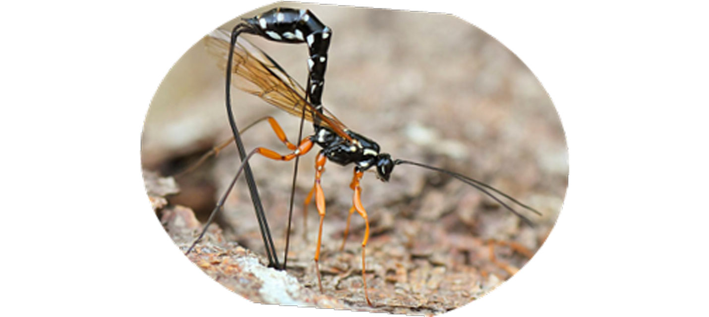 Holzwespen-Schlupfwespe