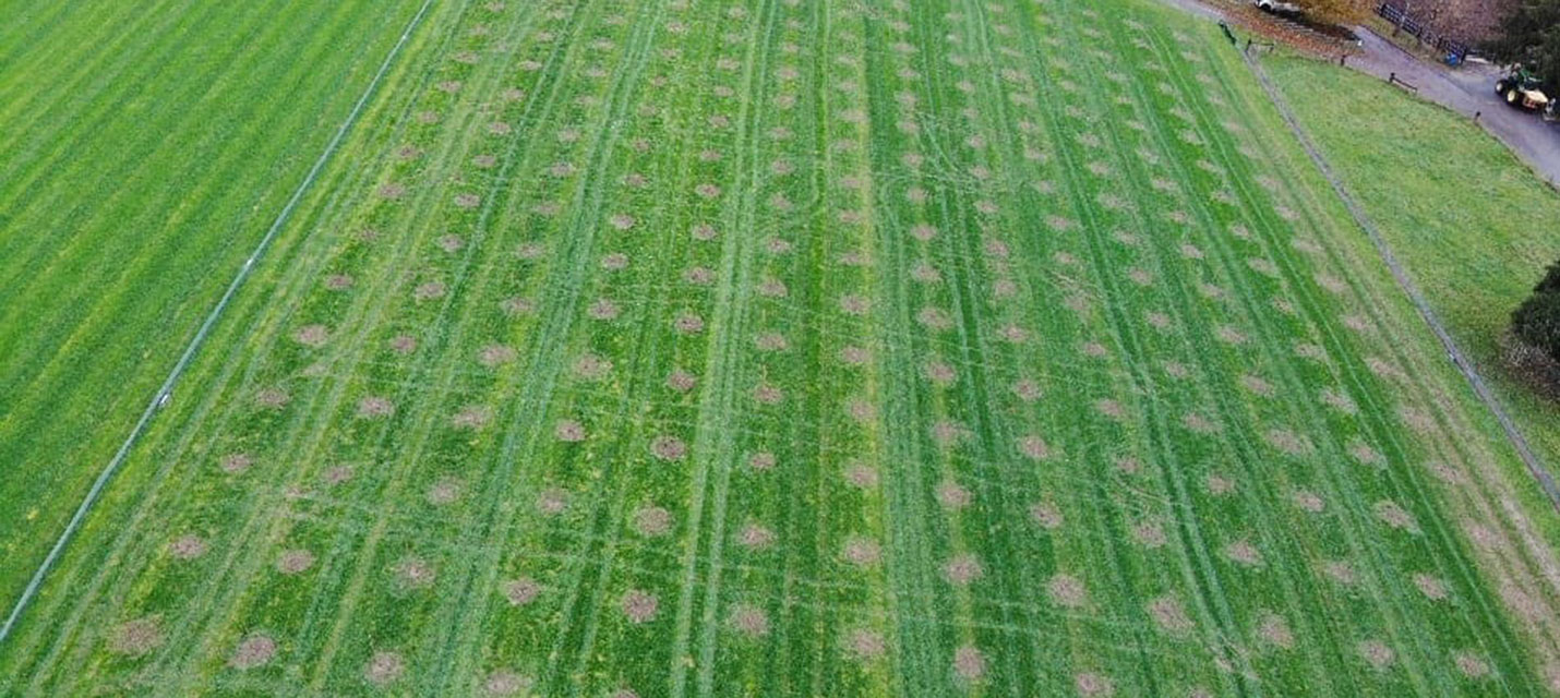 Pflanzaktion Holunder Bachs