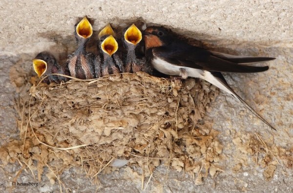 Rauchschwalben Kreis Heinsberg